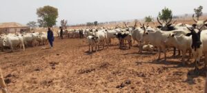 OPWS rescues 337 kidnapped victims, recovers over 4,000 rustled cattle in Benue, Nasarawa, Taraba