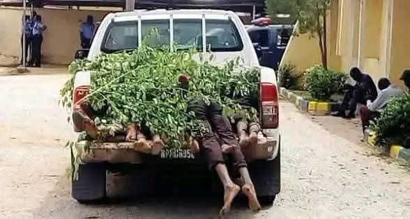 Kwara Security Forces neutralise four suspected bandits as Joint Operation recovers 35 rustled cows, AK-47 in Patigi forest